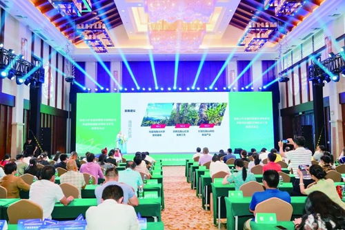 五指山熱帶雨林大葉茶 技術(shù)開發(fā)驅(qū)動品牌升級，助力茶農(nóng)日子紅火